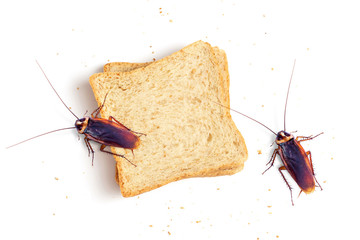 cockroach on sliced bread on white background