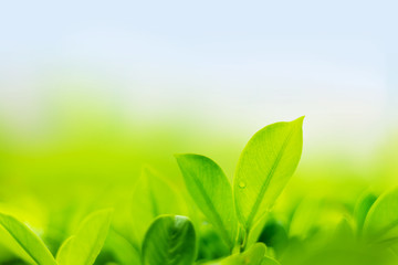 Green leafves with water drop in garden , Natural green plants landscape using as a background