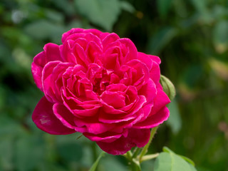 Pink of Damask Rose flower