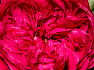 Close up Red eden.Climbing Rose flower.