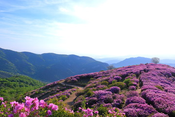 철쭉꽃이 보이는 아름다운 산길