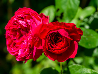 Close up Red eden.Climbing Rose flower.