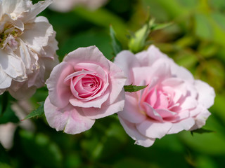 Close up mini fairy rose flower