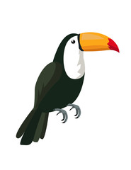 Image of a toucan vector
