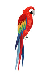 Colored parrot ,cartoon bird design
