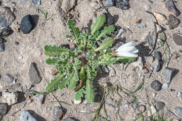 Natural Fractals on the Leaf Margins of holy dandelion (Glyptopleura setulosa) plant species in the sunflower family (Asteraceae)