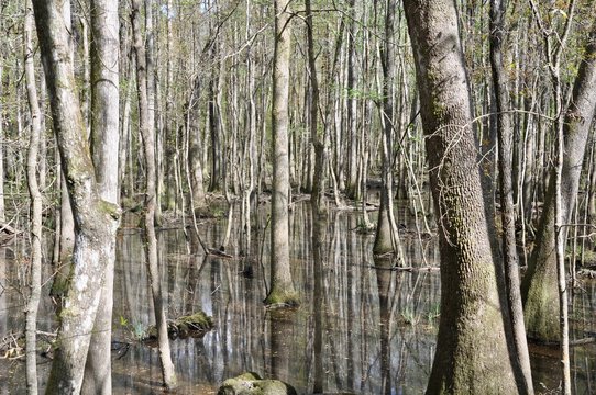 Tree reflection in swamp water