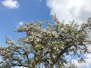 blooming apple tree