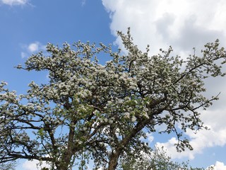 blooming apple tree