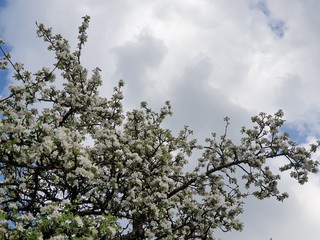 blossoming apple tree