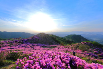 Fototapeta na wymiar 철쭉꽃이 핀 아름다운 풍경