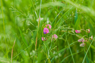 summer field with pink flowers