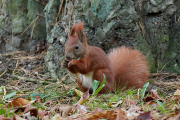 Eurasian red squirrel (Sciurus vulgaris) in its habitat