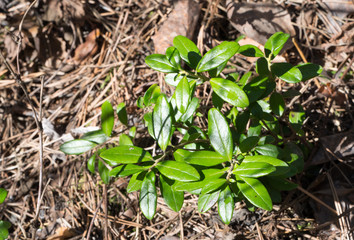 Cowberry bush in the spring, Vaccinium vitis-idaea without flowers or berries, top view, selective focus.