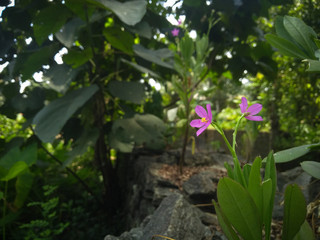flowers in the garden