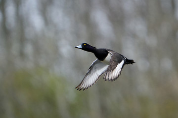 Tufted duck (Aythya fuligula)