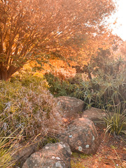 Autumn trees changing landscape colourful