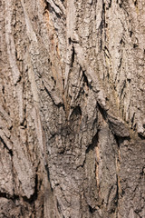 texture of the bark closeup