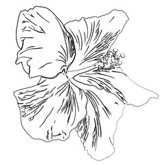 Flower of hibiscus