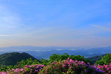 철쭉꽃이 핀 산의 아름다운 풍경