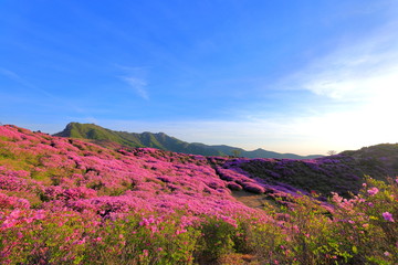 Fototapeta na wymiar 철쭉꽃이 핀 산의 아름다운 풍경