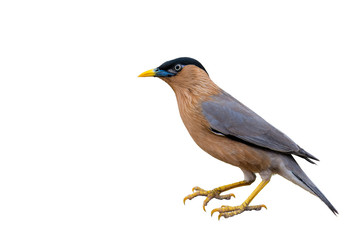 A Brahminy Starling bird on a white background.