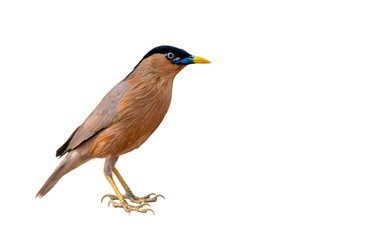 A Brahminy Starling bird on a white background.