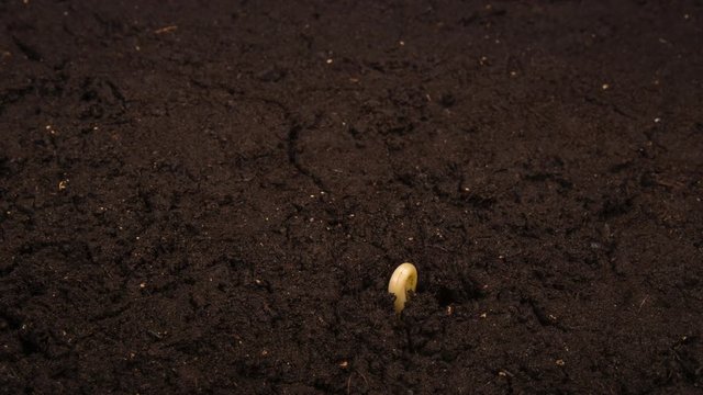 Growing kidney bean time-lapse with roots in the ground
