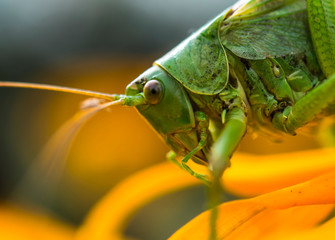 Locust on flower