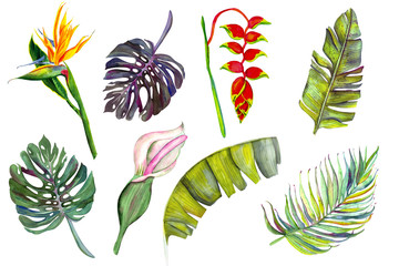 Set of tropical flowers and leaves. Heliconia, calla, strelitzia, banana, monstera, palm, calla. isolated on white watercolor.