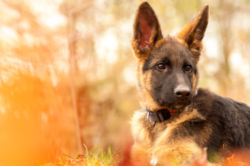Portrait of a german shepherd puppy while resting in a backyard