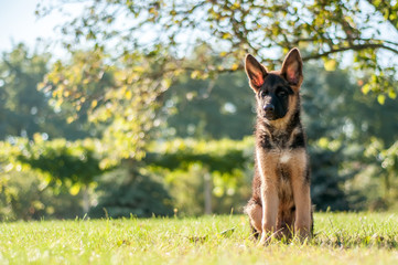 A german shepherd puppy sitting on the grass of a backyard