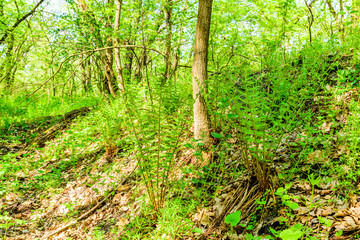 Green fern plants in the forest on spring