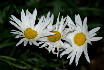 Obraz premium Daisy Flowers in bloom