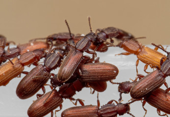 Macro Photo of Group of Sawtoothed Grain Beetle on White Plastic Box