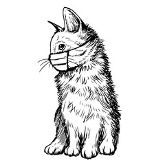 illustration of cat with mask hand drawn