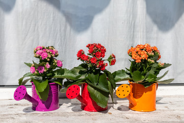 watering cans with flowers