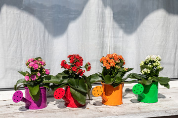 watering cans with flowers
