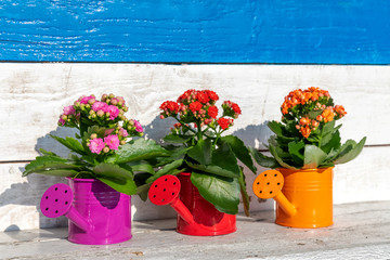 watering cans with flowers