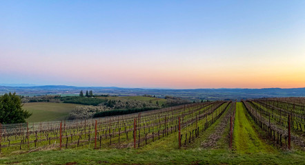 A soft sunset glows against a blue sky behind this view of an Oregon vineyard, rows of vines, green grass and clippings between rows. 