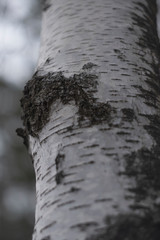 Birch