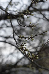 Wing of spring