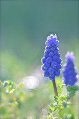 ブドウムスカリ