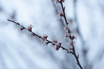 Cherry blossom