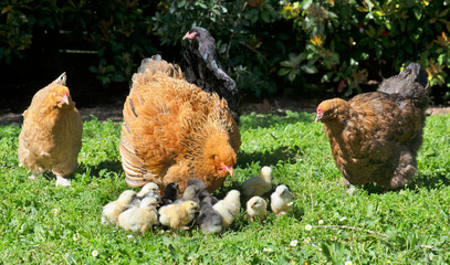 brahma chicken and chicks © cynoclub