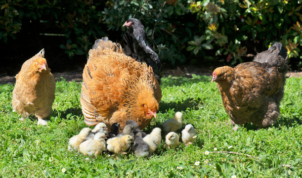 Black Jersey Giant and Light Brahma hens  GreenFuse Photos: Garden, farm &  food photography