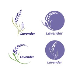 lavender flower vector illustration design