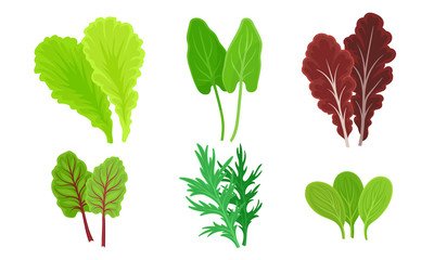 Green Leafy Vegetables with Lettuce Leaves and Dill Vector Set