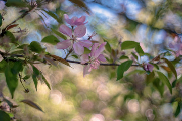 Malus  is a genus of about 30–55 species of small deciduous trees or shrubs in the family Rosaceae.