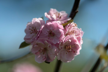 Malus  is a genus of about 30–55 species of small deciduous trees or shrubs in the family Rosaceae.